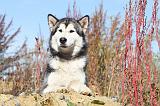ALASKAN MALAMUTE 050